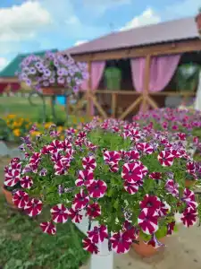 Фламинго - 26