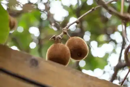 Апельсин - 64