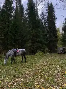 Конная база в Михайловском - 17