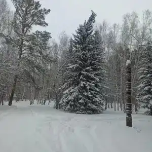 Бузим Красноярск - 29