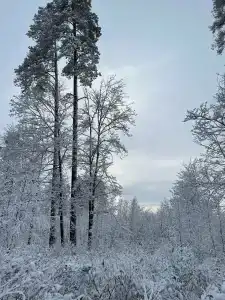 Полушкино - 46