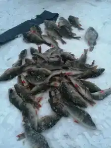 Заповедный край - 67