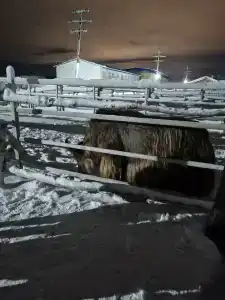 Мурманская страусиная ферма - 62