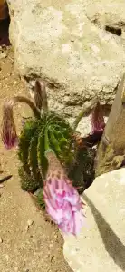 Жемчужный - 34