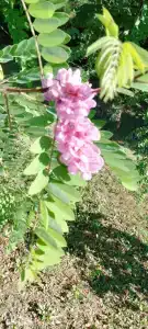 13 кордон - 88