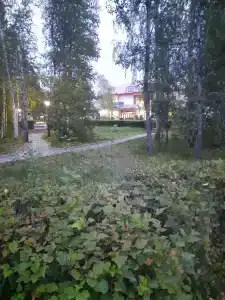 Хвойный - 58
