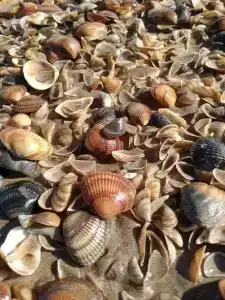 Электра Холидей - 12