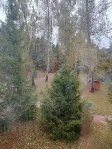 Березовая роща - 90