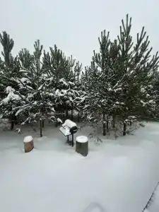 Forest camp - 41