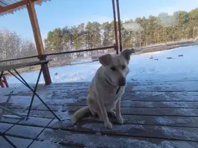 Смородина - 38