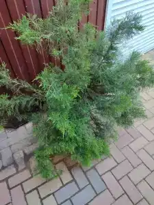 Гамма - 23