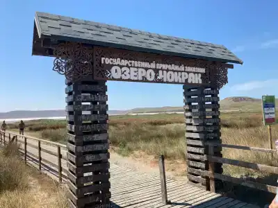 Олива - 39