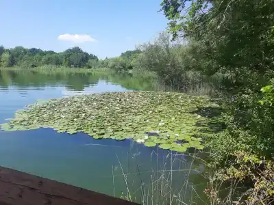 Родное - 2