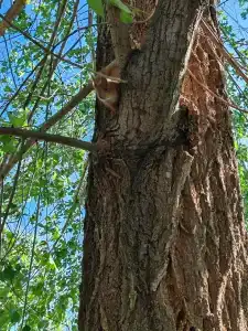 База отдыха Palace Resort Венеция - 70