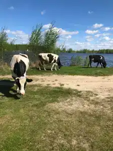 Березовый рай - 2