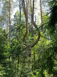 Дом для отпуска в ПК Лесная Сказка - 20