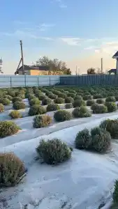 Веселовка Парк - 83