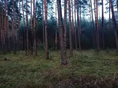 Белые бугры - 72