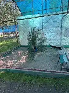 Высоковское - 41