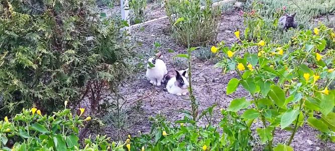 Морская дача Арабеска - 39