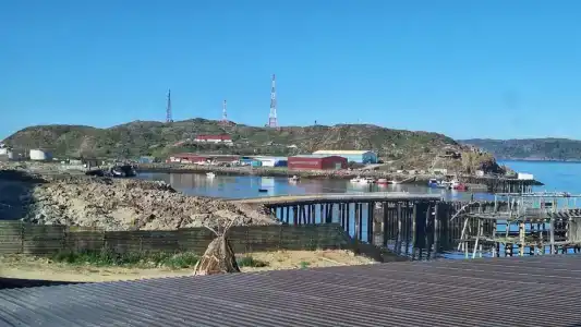 Cedar Grass Териберка - 70