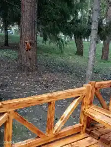 Колос - 15