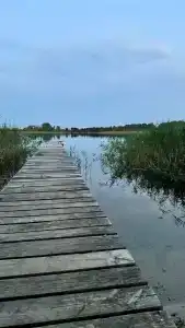 Виваль - 49