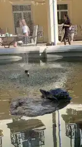 Кронон Парк - 26