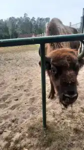 Беловежская пуща. №2 - 57