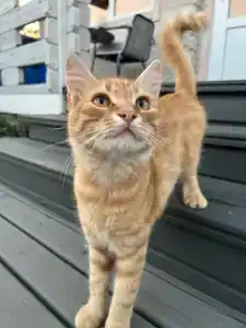 Веселовка Парк - 24