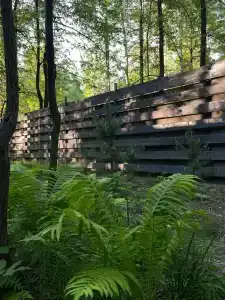 Forest story - 36