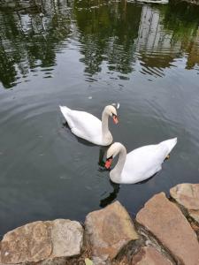 Усадьба Мещерская - 92