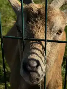 Бабушкина хата - 12