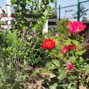 Семирамида - 39