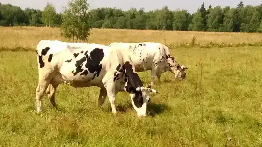 Новый Иордан - 2