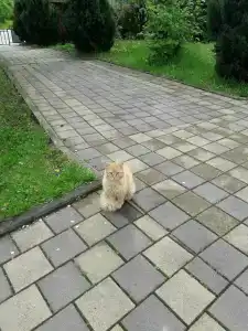 Горное Вдохновение - 34