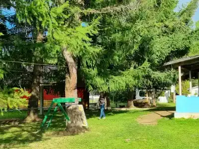 Золотой фазан - 23