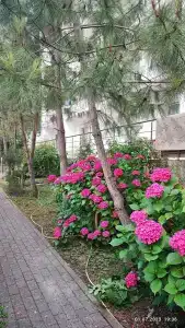 Джанхот - 19