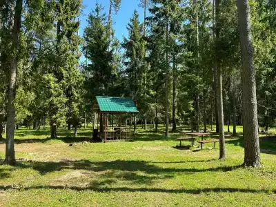 Сосновый берег - 61