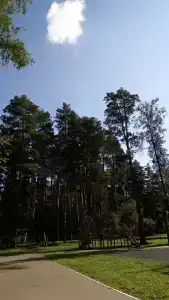 Сосновка - 11