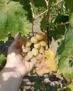 Кучугуры - 61