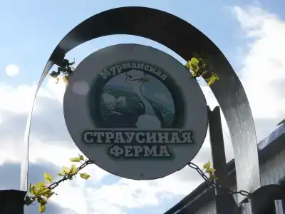 Мурманская страусиная ферма - 11