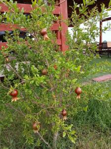 Кемпинг Порфмий - 18