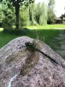 Серый Волк - 79