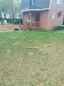 Медвежий угол - 9