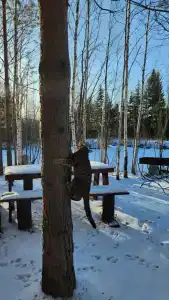 Глухомань - 11