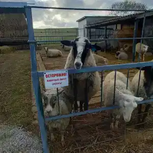 Страусиная ферма Экзотик - 16