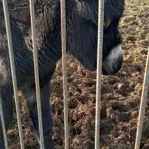 Страусиная ферма Экзотик - 82