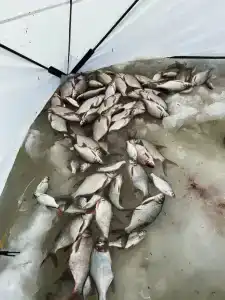 Выродово-Клуб - 25