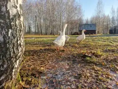 Белый Яр - 45